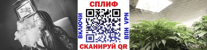 Каннабис сатива  Купить где  Ставрополь 